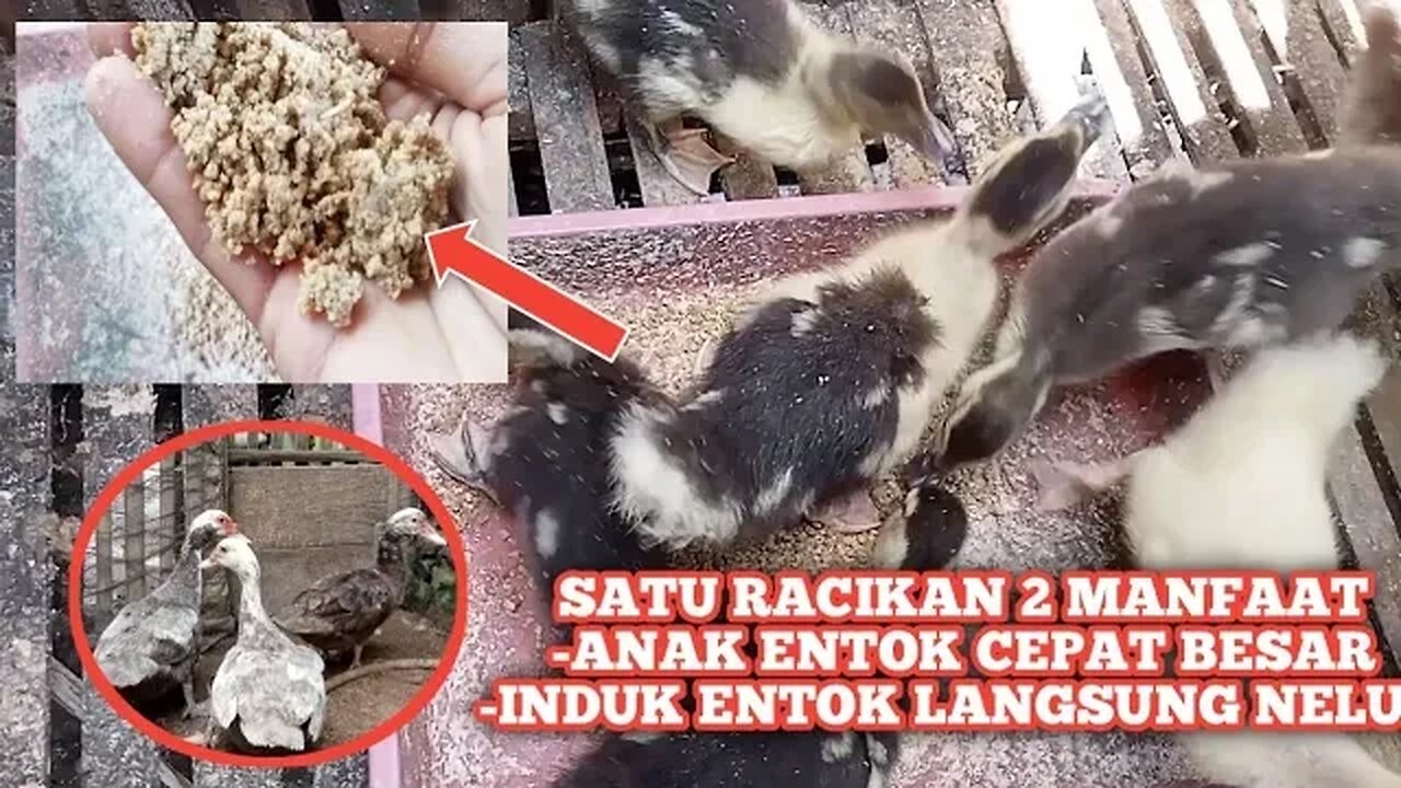 PAKAN SERBA GUNA UNTUK DOE DAN INDUKAN