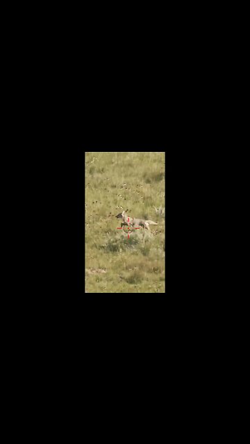 Hunting Coyotes #shorts #dog #animals #hunter #169