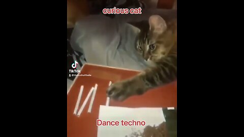 Techno cat