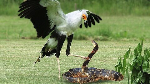 Viper snake 🐍 fighting and attacking vs secretary bird