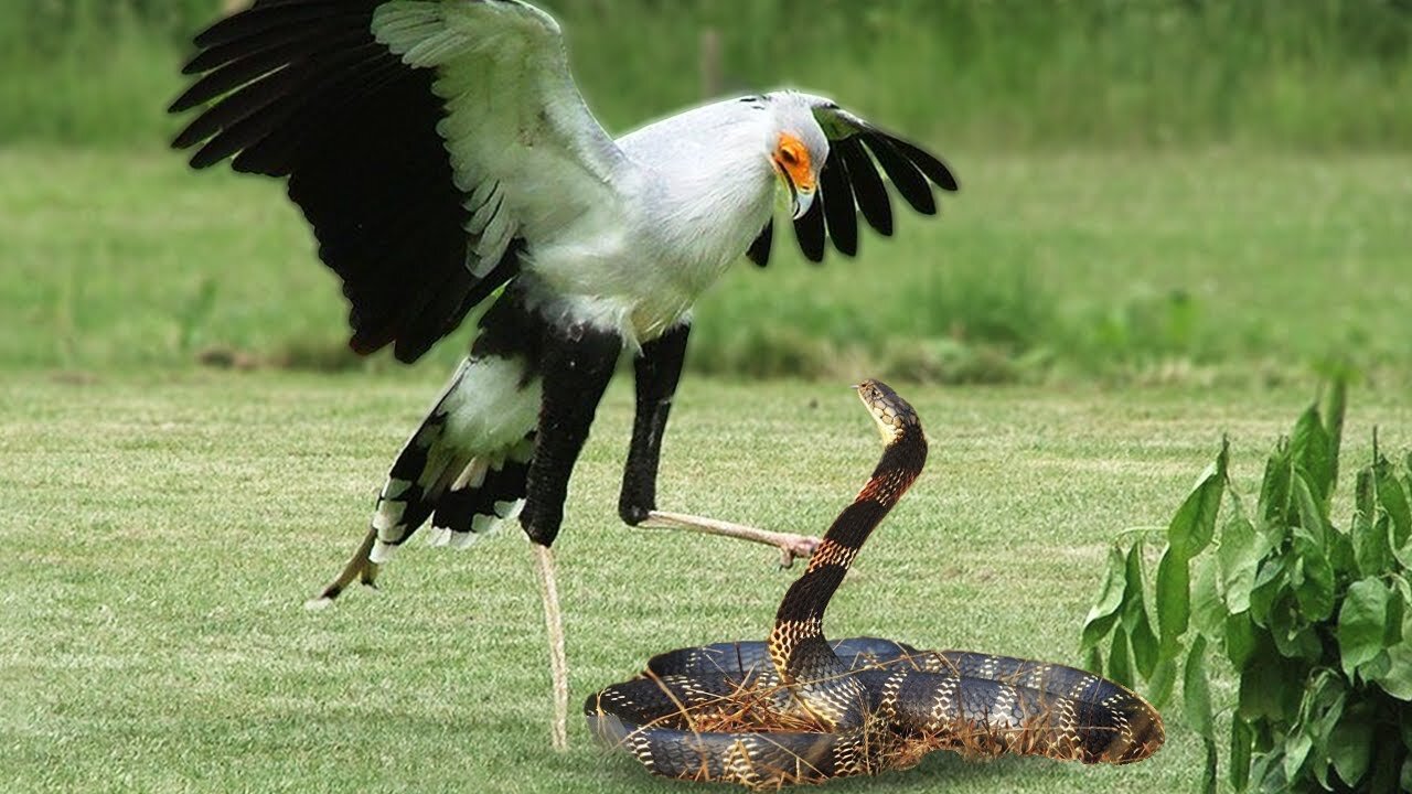 Viper snake 🐍 fighting and attacking vs secretary bird