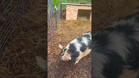 Rain Rain Go Away🐷🐓 #rainyday #gloomy #farmanimals #farming #fy #fyp #kunekune #pigs #chicks #home