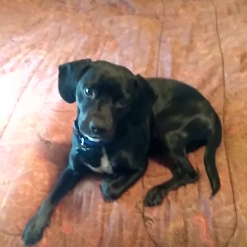 Little Dog Gets Excited About Dunkin’ Donuts