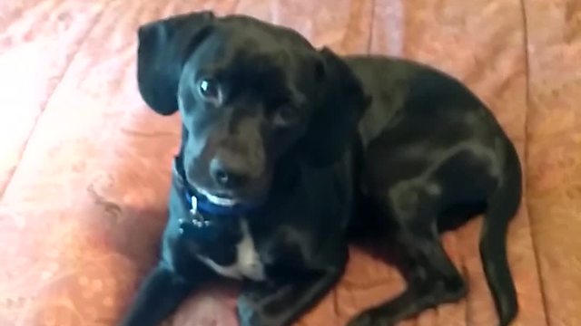 Little Dog Gets Excited About Dunkin’ Donuts