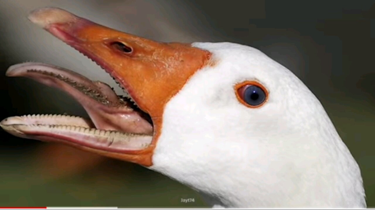 crazy goose