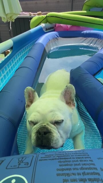 Most Relaxed Dog Ever Chills Out In The Pool