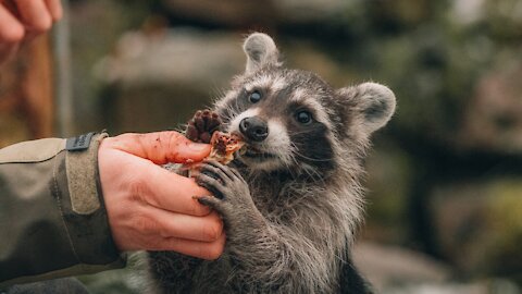 Raccoon eats cotton candy in the end