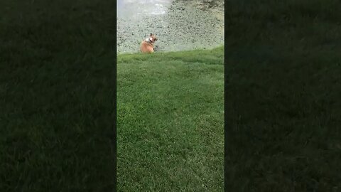 Corgi goes Leroy Jenkins chasing a frog.