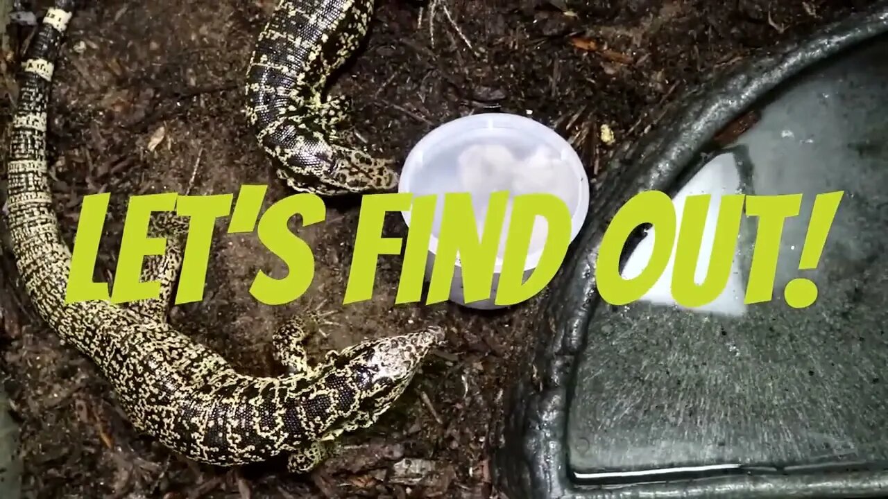 How fast can a monitor lizard eat 8 hamsters?