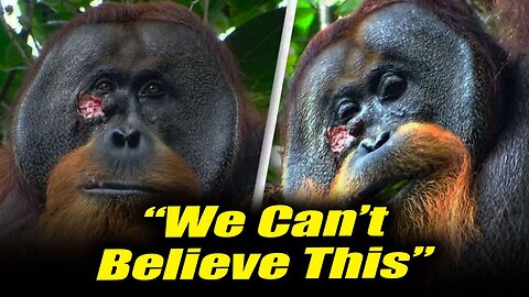 Wild Orangutan's Shocking Self-Healing Discovery!😲🍃