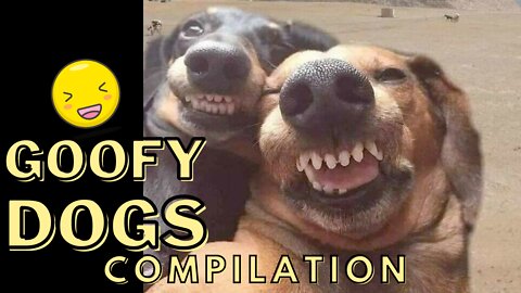 Goofy Dogs Compilation - Lovable, Silly Dogs That Will Make You Laugh