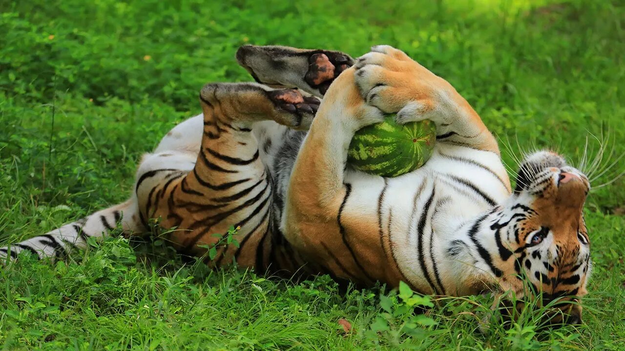 BIG Cats VS Watermelons