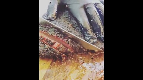 BBQ💕 forever | @whitebullsbbq on IG 🐂🐽🐓 #shorts