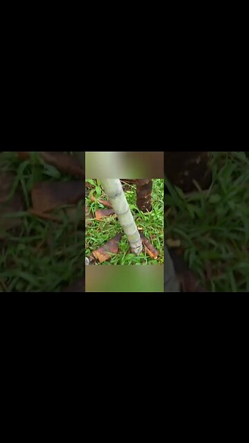 broto de bambu mosso #shorts