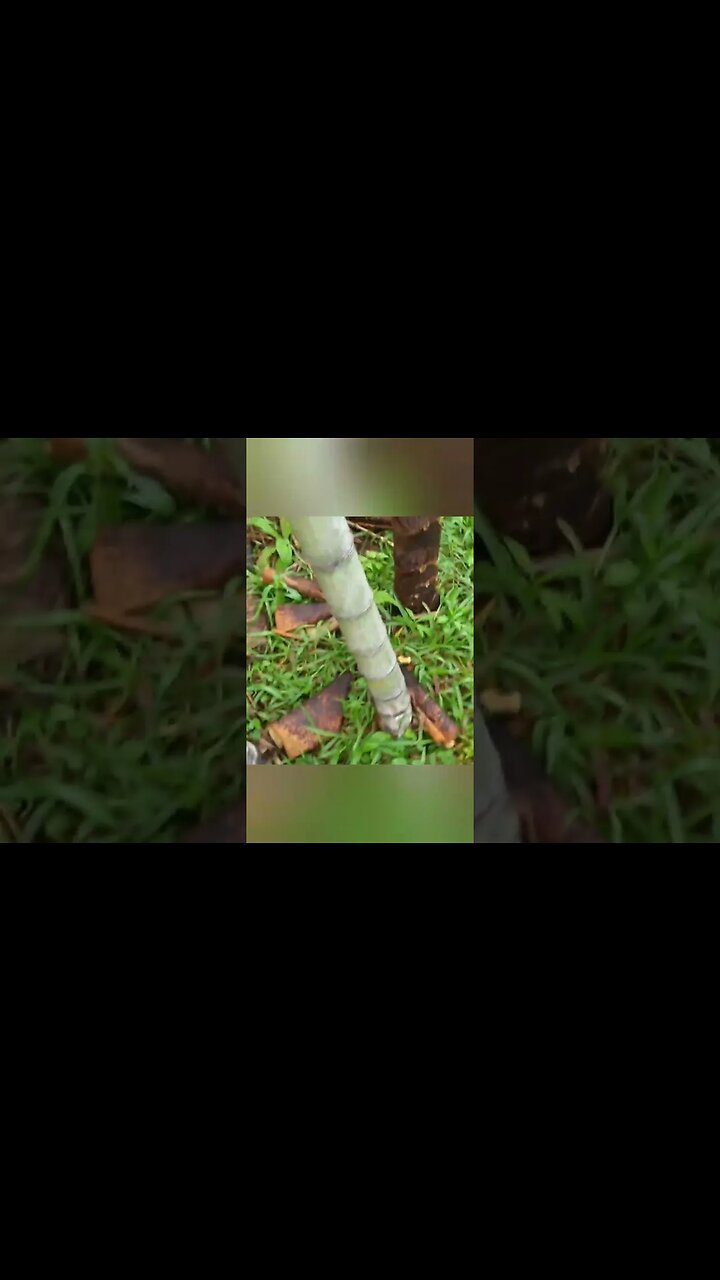 broto de bambu mosso #shorts