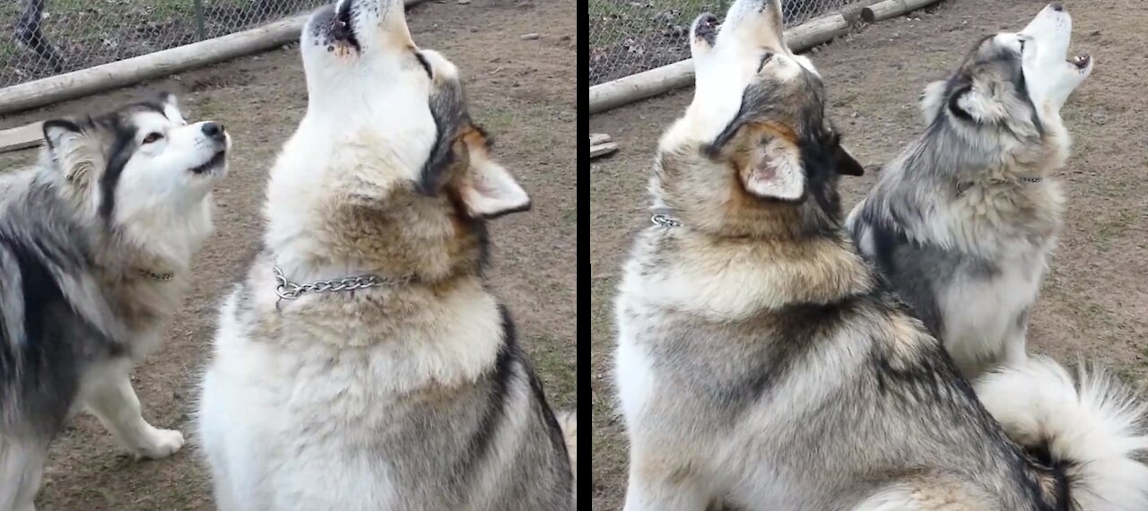 Stubborn Husky Alaskan malamutes loves to howl