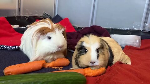 Grumpy Guinea pigs having a lazy morning