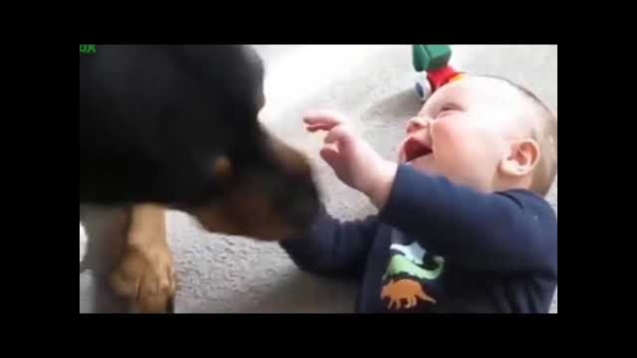 Funny baby videos cute dogs çok tatlılar