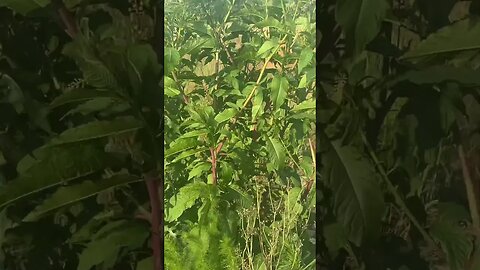 Wild Poke Sallet, Salad!