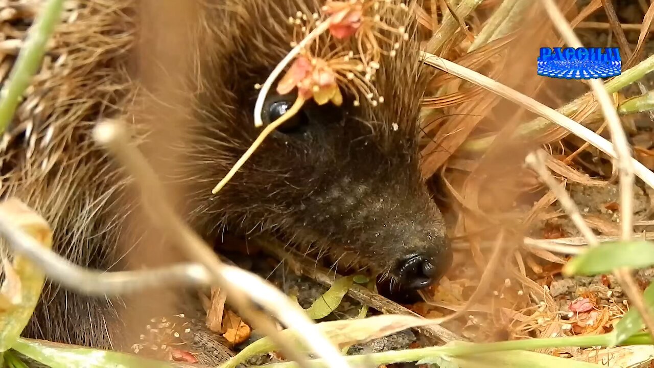 Ежики или новая семья «домовых». Hedgehogs or a new family of urchin.