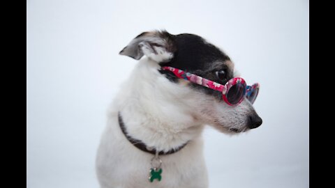 Funny And Clever Dog Video #6
