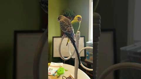 Budgies So Cute! #shorts #youtubeshorts #birds #budgies #parakeets #animallover