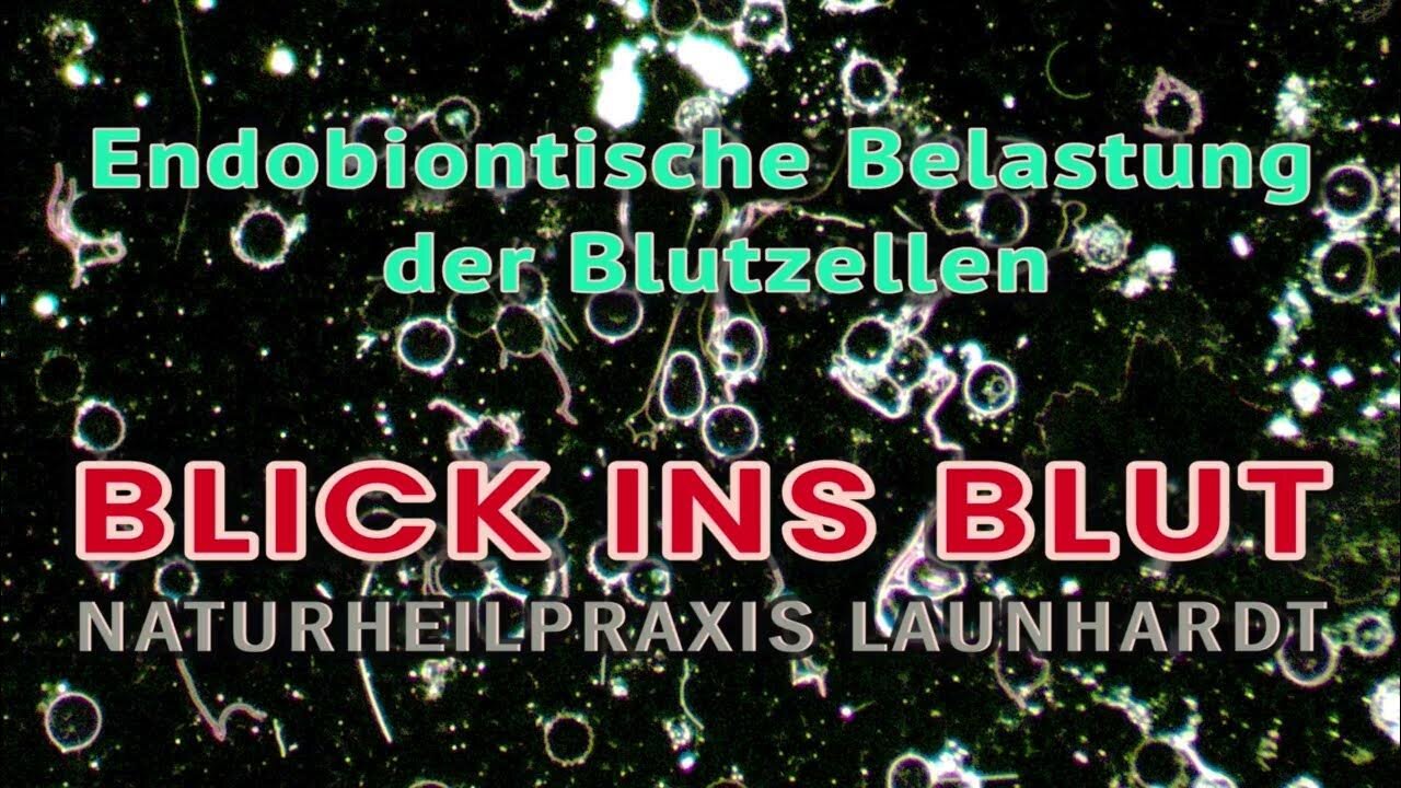 Blick ins Blut.Endobiontisch belastete Blutzellen@Naturheilpraxis Launhardt🙈