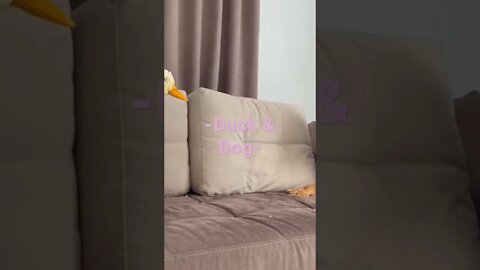 When Duck Meet The Dog