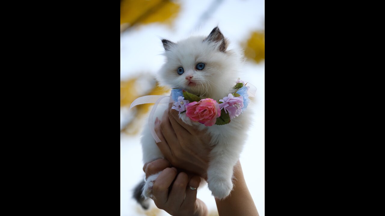 Cute Cat