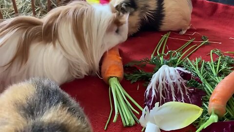 Fresh veggies Guinea pig brunch