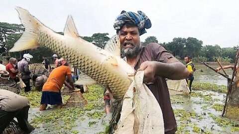 Amazing Big Fish Hunting By Traditional Polo Fishing With Festival In Village Beel.