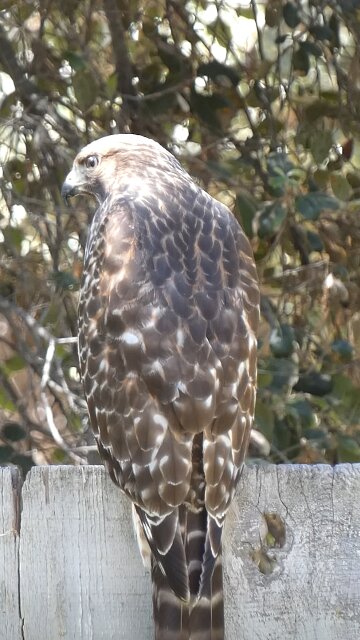 Red-shouldered Hawk Juvenile🐦Predator On Duty