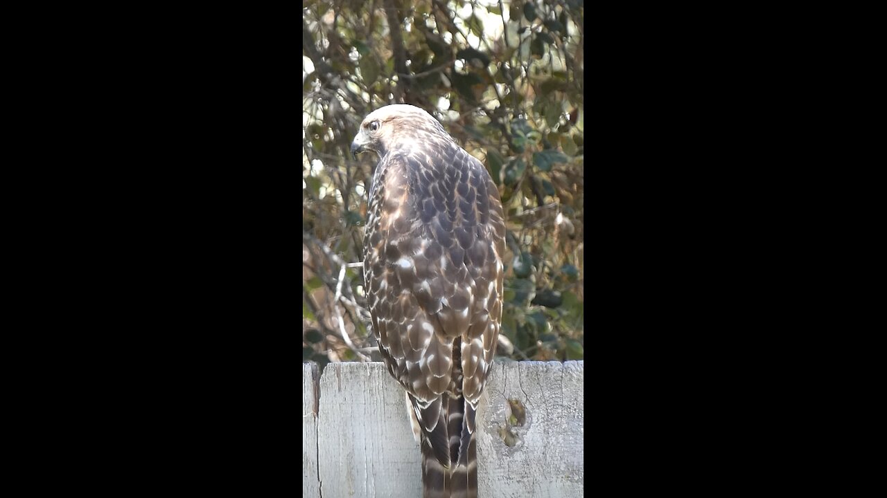 Red-shouldered Hawk Juvenile🐦Predator On Duty