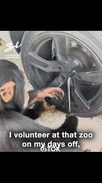 CHIMPANZEE🚗🛞🔧🐵OFFERS TO HELP FIX CAR🚗🔧🪛🐒💫