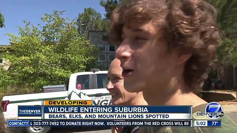 Boulder family finds mountain lion hiding in their backyard