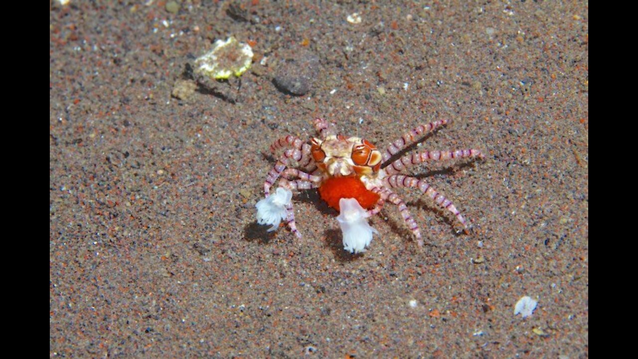 This is Crab Pom-Pom wishing you a good morning!