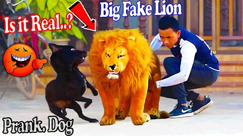 fake Lion Prank To dog ,Huge Box Prank to dog.