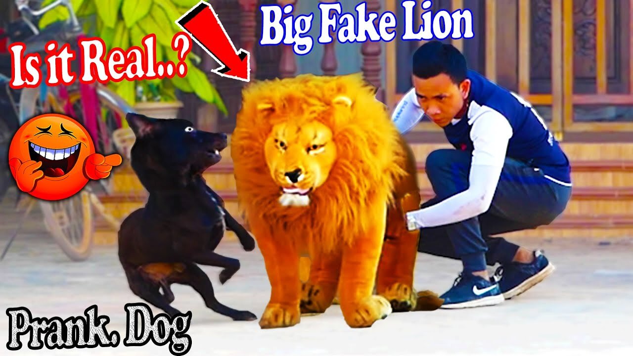 fake Lion Prank To dog ,Huge Box Prank to dog.