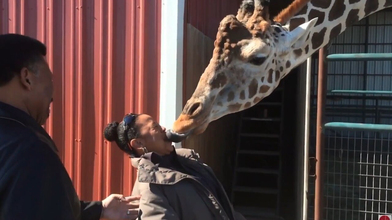 Try Not To Laugh Challenge - Top Funny Giraffe Compilation