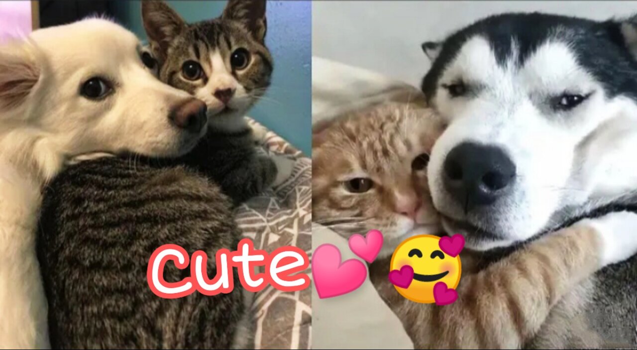 Cat protects dog , dog protects cat 😸💗🐶 Cute friendship between dogs and cats