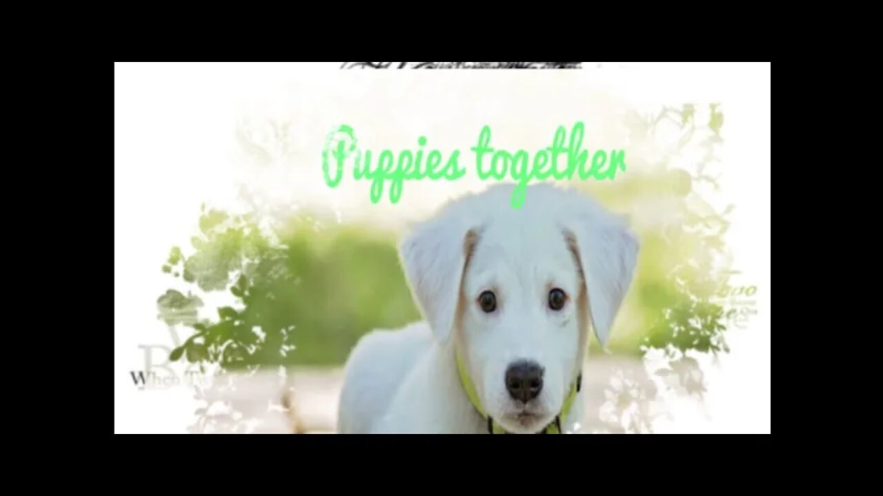 Two Labrador Retriever puppy 🐶 together, #Shorts, #puppy, #dog, #puppies, #animal, #viral, #trending