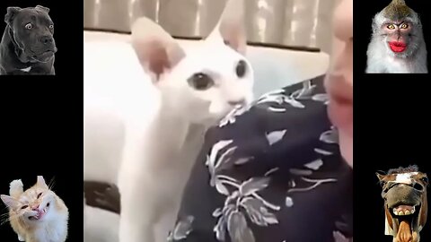 Funny animal videos