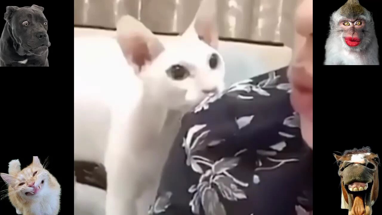 Funny animal videos