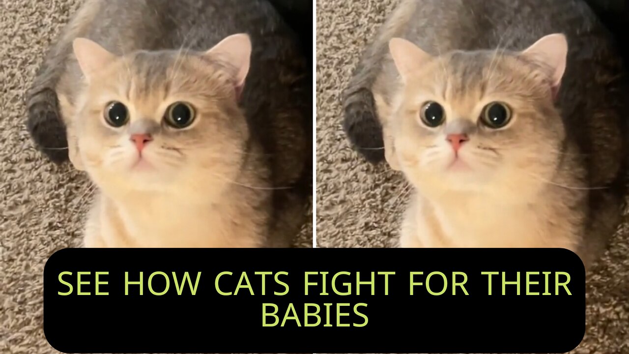 See how cats fight for their babies