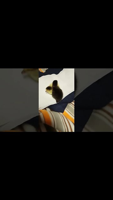 A couple of day old Muscovy Ducklings