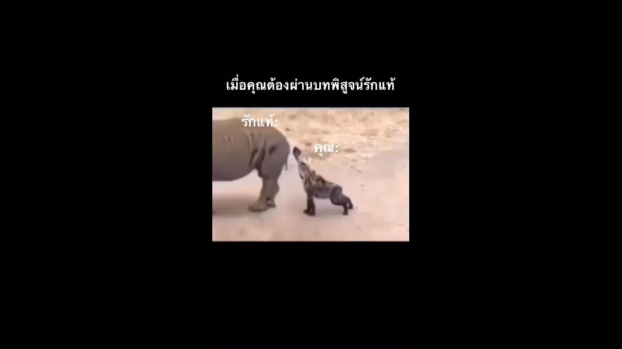 funny animal