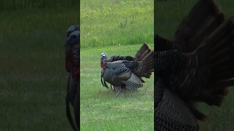 The boys are still on the prowl. #turkeyhunting #turkeys #gobblegobble