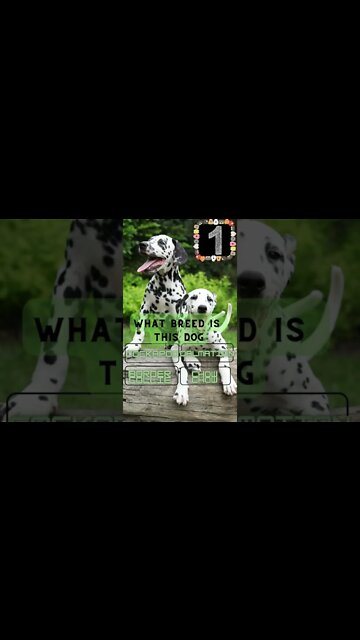 👀Dog Breed Quiz #4 Can you get it right? 👀#shorts