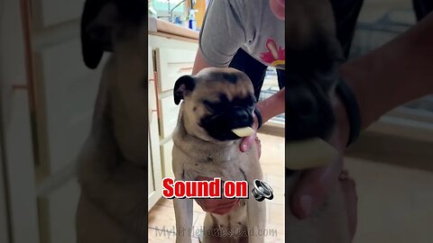 Pug Shows off Her Cheese 🧀 #pug #pugazh #dog #dogs #doglover #doglovers #doglife #cutedog #cute