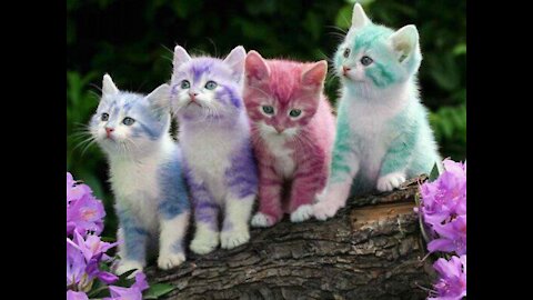Baby Cats - Cute and Funny Cat Videos Compilation